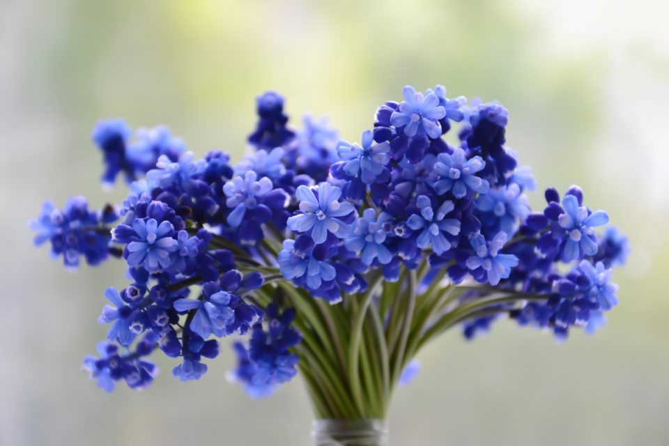Florist